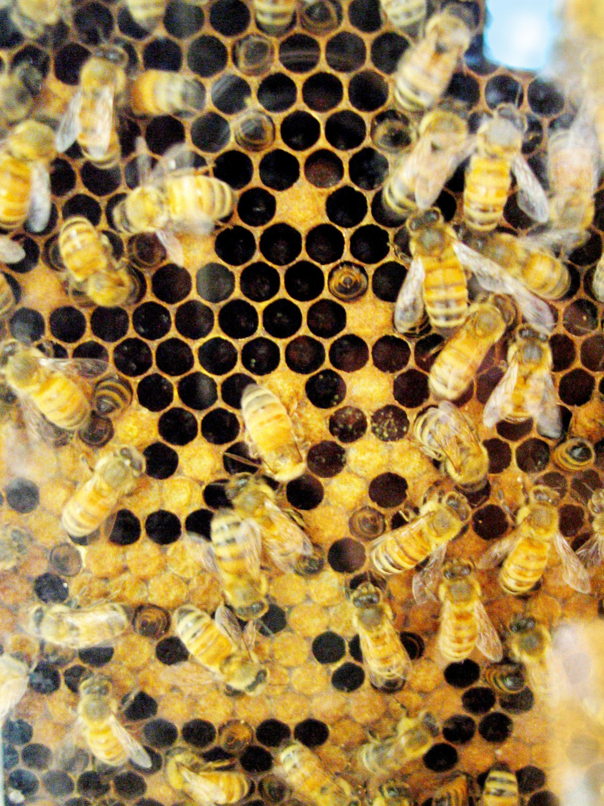 You can BEE informed - honeycomb
